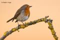 Petirrojo (Erithacus rubecula)