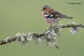 Pinzon vulgar (Fringilla coelebs)