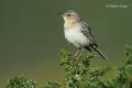 Bisbita campestre (Anthus campestris)