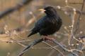 Estornino negro (Sturnus unicolor)