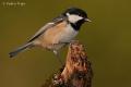 Carbonero garrapinos (Parus ater)