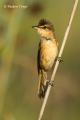 Carricero tordal (Acrocephalus arundinaceus)