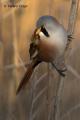 Bigotudo (Panurus biarmicus)