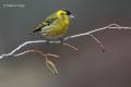 Lugano (Carduelis spinus)