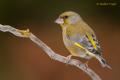 Verderon (Carduelis chloris)