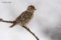 Gorrion chillon (Petronia petronia)