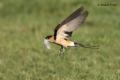 Golondrina daurica (Cecropis daurica)