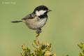 Carbonero garrapinos (Parus ater)