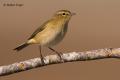 Mosquitero común (Phylloscopus collybita)