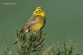 Escribano cerillo (Emberiza citrinella)