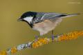 Carbonero garrapinos (Parus ater)