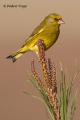 Verderon (Carduelis chloris)