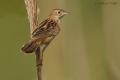 Buitron (Cisticola juncidis)