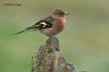 Pinzon vulgar (Fringilla coelebs)