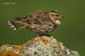 Gorrion chillon (Petronia petronia)