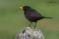 Mirlo común (Turdus merula)