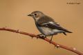 Papamosca cerrojillo (Ficedula hypoleuca)