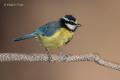 Herrerillo norteafricano (Parus teneriffae)