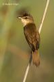 Carricero tordal (Acrocephalus arundinaceus)