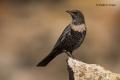 Mirlo capiblanco (Turdus torquatus)