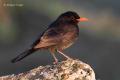 Mirlo común (Turdus merula)