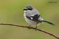 Alcaudón real (Lanius excubitor)