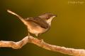 Curruca cabecinegra (Sylvia melanocephala)