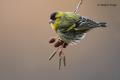 Lugano (Carduelis spinus)