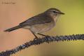 Mosquitero canario (Phylloscopus canariensis)