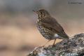 Zorzal común (Turdus philomelos)