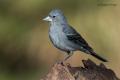 Pinzon azul (Fringilla teydea)