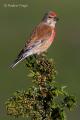 Pardillo común (Carduelis cannabina)