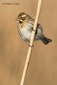 Escribano palustre (Emberiza schoeniclus)