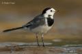 Lavandera blanca (Motacilla alba)