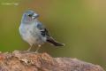 Pinzon azul (Fringilla teydea)