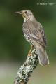 Zorzal charlo (Turdus viscivorus)