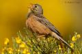 Escribano hortelano (Emberiza hortulana)