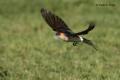 Golondrina daurica (Cecropis daurica)