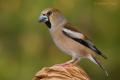 Picogordo (Coccothraustes coccothraustes)