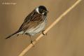 Escribano palustre (Emberiza schoeniclus)