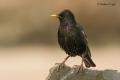 Estornino pinto (Sturnus vulgaris)