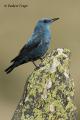 Roquero solitario (Monticola solitarius)