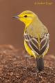 Lavandera Boyera (Motacilla Flavissima)