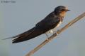 Golondrina comun (Hirundo rustica)