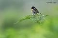 Tarabilla común (Saxicola torquata)