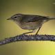 Descripción: Mosquitero canario (Phylloscopus canariensis)