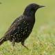 Descripción: Estornino pinto (Sturnus vulgaris)