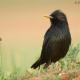 Descripción: Estornino negro (Sturnus unicolor)