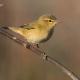 Descripción: Mosquitero musical (Phylloscopus trochilus)