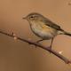 Descripción: Mosquitero común (Phylloscopus collybita)